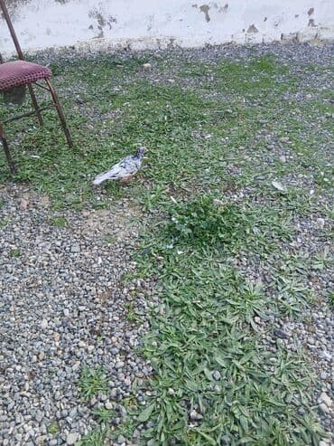 Pişiklər: Əbrəş erkəy ucşna cavdehəm Təsvir: - Rəng: ağ-zolaqlı/ala xallı — 2