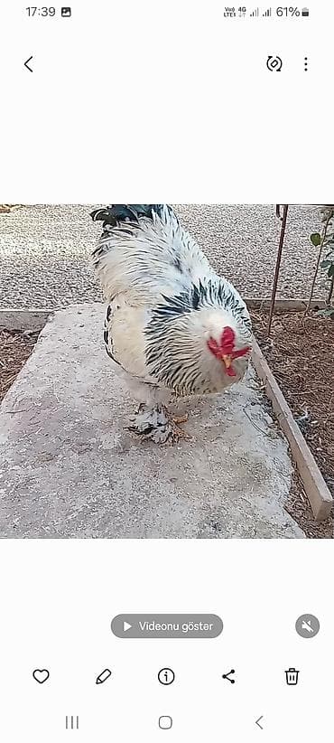 Keçilər, çəpişlər: Toyuq, Brama, Damazlıq — 7