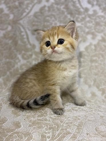 cins itler: Britan — 1