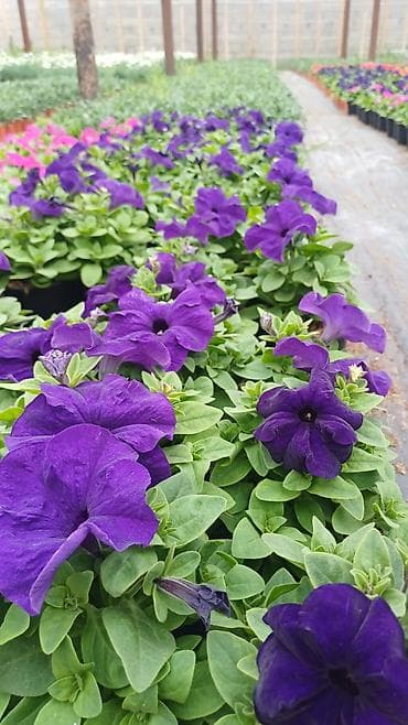 Bənövşəyi petuniya fidanları - Növlər: iri çiçəkli petuniya