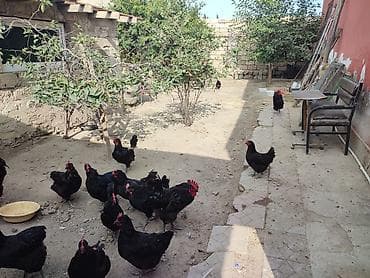 quş adları: Salam akeykum avstralorp yumurtaları satılır təmiz qandi.istiyen olsa — 5