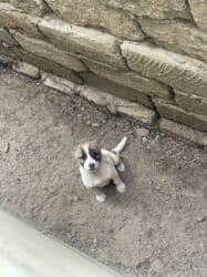 1 ay, Erkek, Peyvəndli, Ünvandan götürmə lalafo.az -da 1 ay, Erkek, Peyvəndli, Ünvandan götürmə