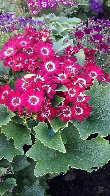 gul adlari: 🌹Senaria gülü topdan ve perakende satışı. 💳SAY çox olsa endirim — 8