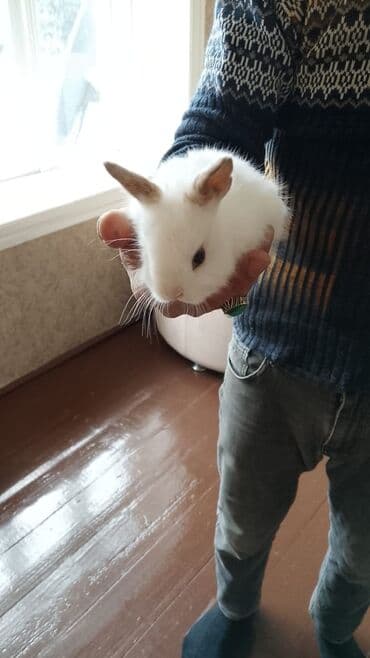 mal yemi: Salam anqor dekerativ aslanbaş karlik balalari evdə saxlanan dovşan — 10