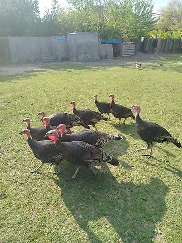 amerkan bronz: Dişi, Amerika, Damazlıq — 2