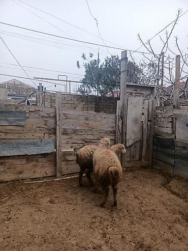 ag at satilir: Erkəydi sağlamdi 23 denedi yazin vaccapima videolarini atim — 2