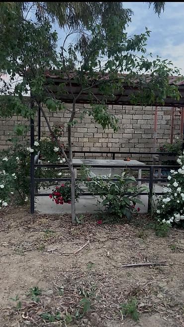 bide: Heyet ve bag ucun keyfiyetli matreallardab gazirlanmiw hazir — 3