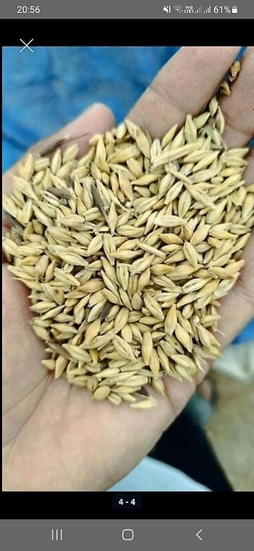 Məhsul: Arpa Buğda toxumu (təmizlənmiş, seleksiya edilmiş dən)