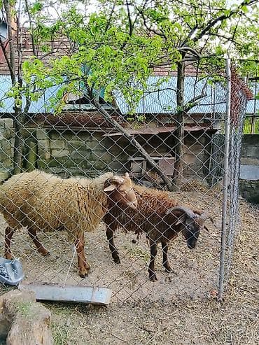 ordek yumurtası satışı: Salam aleykum 2 baş qoyun satılır sağlam hayvanlardı vaxdı vaxdında — 7