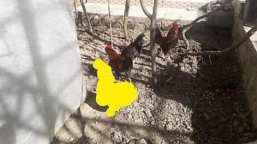 xoruzdar: Məhsul: Xoruzlar çilli xoruz satilib qırmızı xoruzdardır alimda qalan — 4