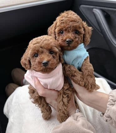 balaca ev itlerinin qiymeti: Malta bolonka, 2 ay, Erkek, Sənədli, Pulsuz çatdırılma — 5