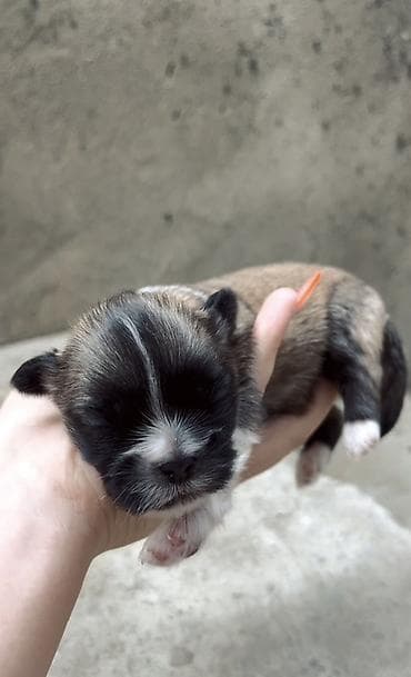kreditle heyvan satisi: Pekines, Dişi — 4