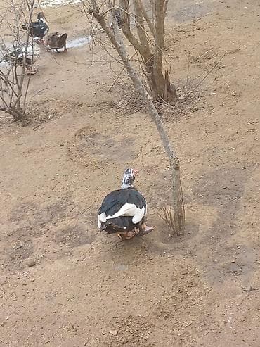 Keçilər, çəpişlər: Musk ördəkləri (indo duck) – fərqli rəng çeşidləri ilə Məhsulun — 3