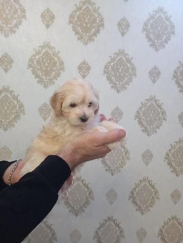 maraqli it adlari: Pudel, Peyvəndli — 9