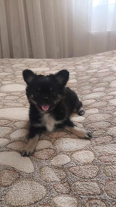 İtlər: Çixuahua, 3 ay, Erkək, Peyvəndli, Pulsuz çatdırılma — 4