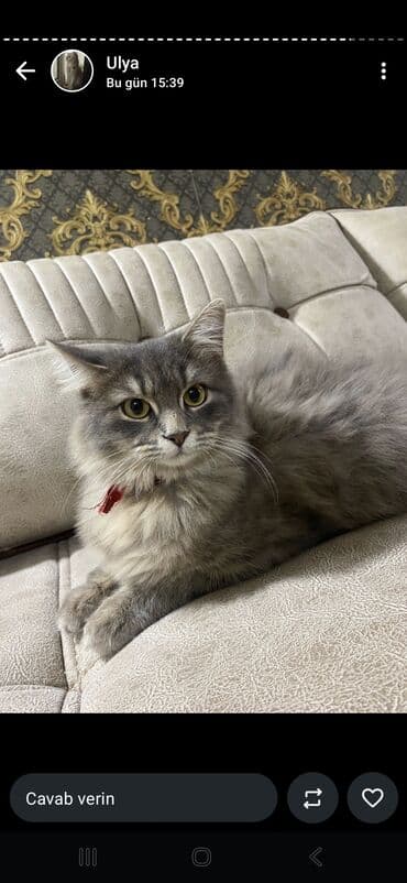 qara pişik: Silver sinsila temiz qan erkeydi Anada atada silverdi saqlam baladi — 5