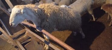 cuce yem qabi: Toxumluq qoç yaşı olmuyub hələ aktivliyi əladı qan testidə etdirmişəm — 3