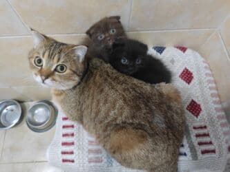 pişik şekileri: Şotland yastı qulaq, Dişi, Pulsuz çatdırılma — 9