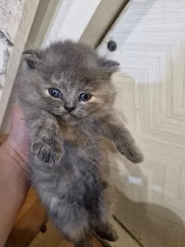 syam pişik: Boz tüklü balaca pişik balası - Cins: uzun tüklü, yumru üz quruluşlu — 3