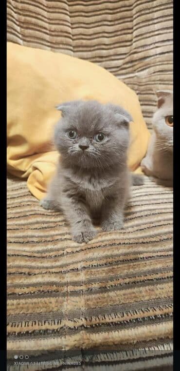 продам котенка британца: Британская, Самец, Самка, Платная доставка, Самовывоз — 1