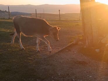 компрессор для аквариума бишкек: Birinci qarına boğaz düyə satılır ünvan Şamaxı vatsap 0503938685 — 2