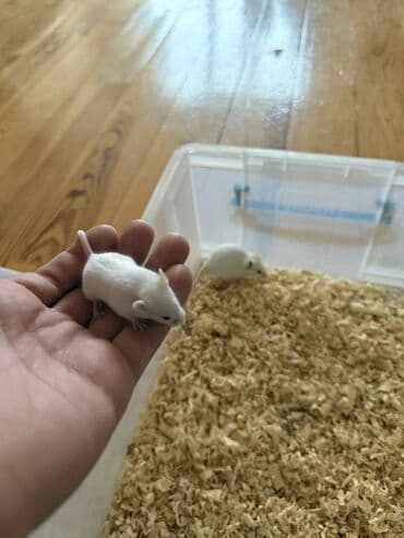 balaca it şəkilləri: Ağ rəngli dekorativ siçanlar ACİL SATILIR❗️ - Kiçik ölçülü, ağımtıl — 1