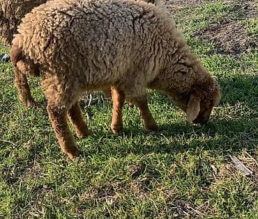 Qoyun (quzu) – ət və yun istiqamətli - Cins: yerli tip, qəhvəyi lalafo.az -da Qoyun (quzu) – ət və yun istiqamətli - Cins: yerli tip, qəhvəyi