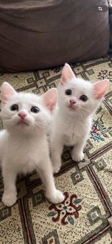 где можно купить котенка: Dişi, Yaxşı əllərə — 2