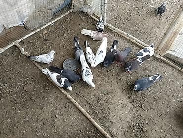 mal qara qusar: Salam kom satirlir 4 m dan isdeyen elaqe saxlasin asaqi yeri olmaz! — 5