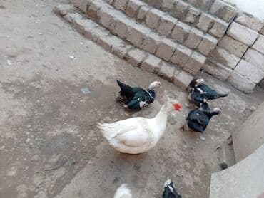 İtlər: Musk ördəkləri (indiye qədər “indo-ördəyi” kimi tanınır) - Şəkillərdə — 1