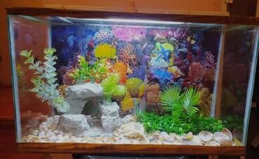 продажа аквариумных рыбок: Akvariumlar — 4