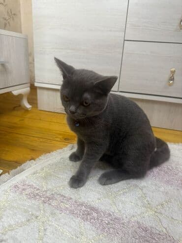 золотистый ретривер цена в баку: Satlir pişik — 1