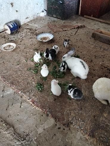 pomeranian spitz satilir: Şəkillərdə müxtəlif rəng və naxışlarda balaca dovşan balaları görünür — 5