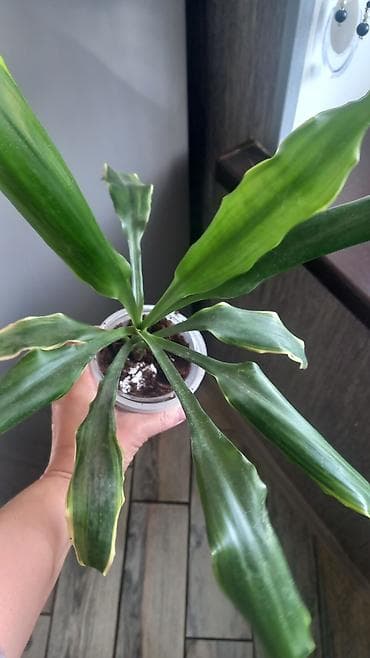 ev gülleri ve adlari: Otaq bitkiləri seti – müxtəlif nadir sortların şlam və balaca — 1