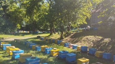 təbii bal: Hər növ balımız özünəməxsus dad və fayda ilə seçilir: 🌰 Şabalıd balı – — 2