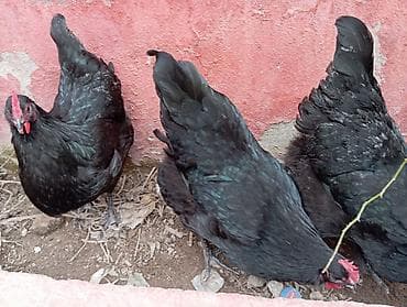 Atlar: Toyuq, Australorp, Damazlıq — 6