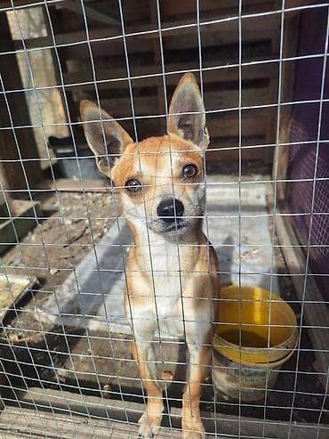 itlərin sekisi: Çixuahua, 2 ay, Erkek, Peyvəndli, Ünvandan götürmə — 2