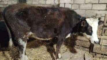 Atlar: Kom heyvanlar satılır.Qiymət ana balaya aiddir . körpə 10 günlük dişi — 9