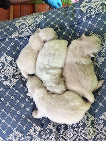 dişi xaski: Pekines, 1 ay, Dişi, Ödənişli çatdırılma — 3