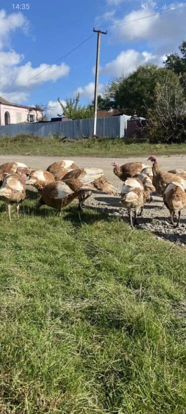 cins inekler azerbaycanda: Salam alekum bu hidusqa satandab 5 hidusqa zakaz etmisik pulu atmisiq — 1