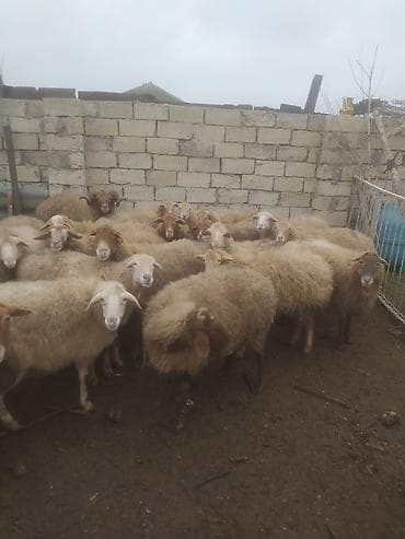 Птицы: Бараны, овцы — 9