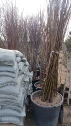 mx group inşaat: Kənd təsərrüfatı, Mülkiyyətçi — 16