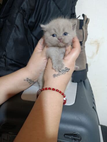 pişik sortları: Şotland yastı qulaq — 4