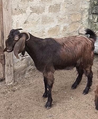 keci seki: Təmiz orginal hələblər satılır hələb balaynan olan 5 ci balasıdı — 1