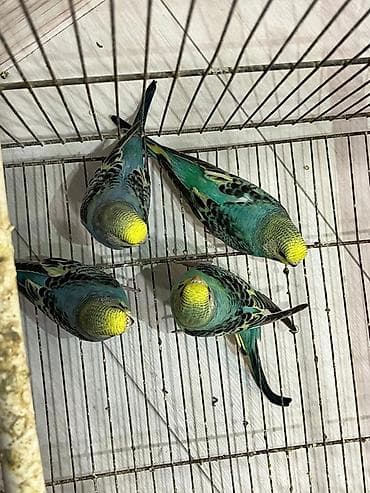 qulda amadin: Opalin balalar ideal rəng
Biri 15 manat
Ünvan Fatmayı — 3