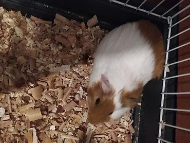 dəniz donuz: Tam sağlam və aktiv dəniz donuzcuğudur (Amerika qısa tüklü növü) — 4