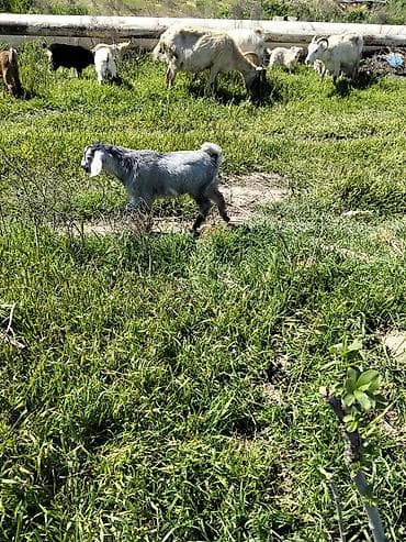 cins keçilər: Ekiz bala bir dişi biri erkeydi helebden düşmə kecilerdir ana 3 — 6