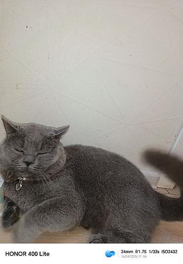 saanen kecisi satilir: Britan — 1