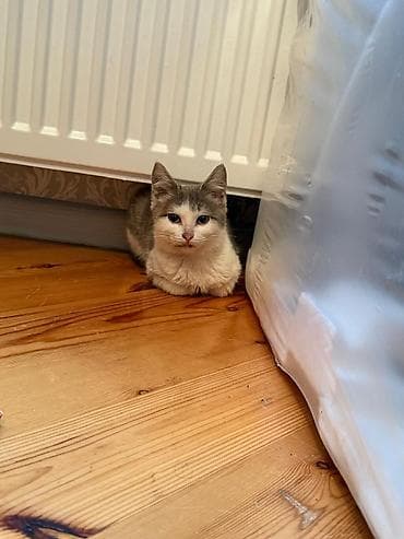 pişik cutləşmə: Yaxşı əllərə — 2