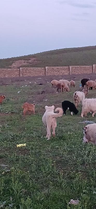 sivas kangal kanqal iti: Qurdbasar, 6 ay, Dişi, Peyvəndli, Ödənişli çatdırılma — 2